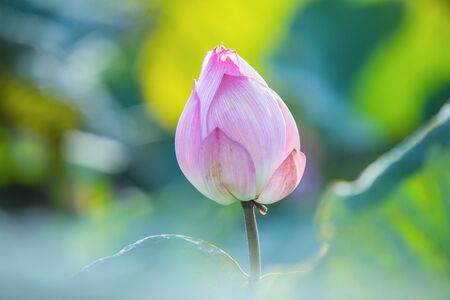 Beautiful water lily or lotus flower,The beauty of nature is built of pink lotus flowers for beautiful natural.の写真素材