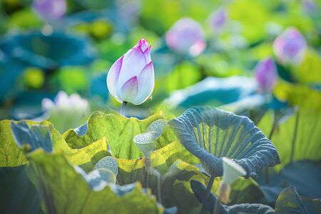 Beautiful water lily or lotus flower,The beauty of nature is built of pink lotus flowers for beautiful natural.の写真素材