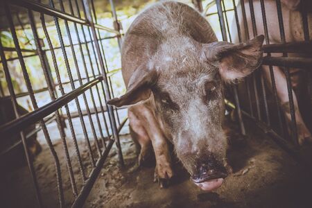 Dirty pig in the farm .の写真素材