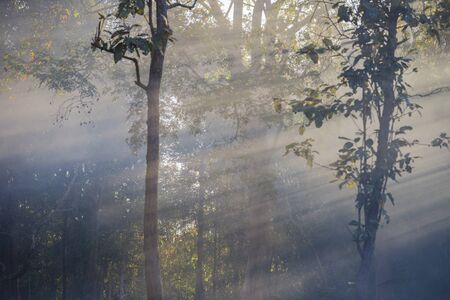 Ray light in the forest with magical autumn forest.の写真素材