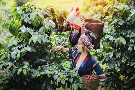 Tribal women check the quality of coffee in coffee plantations. Hilltribes harvest coffee in northern Thailand.の写真素材