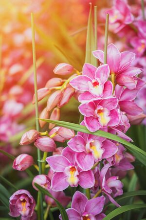 Tulip flowers meadow,Colorful tulips in the flower garden. Spring nature flower background for web banner and card design.の写真素材