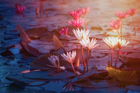 Beautiful pink and white water lily or lotus flower in pond with soft sunlight.の写真素材