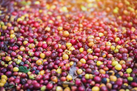 Fresh coffee beans, Coffee beans ripening, fresh coffee of red berry, industry agriculture in North of thailand.の写真素材