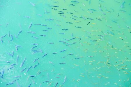 A lot of fish. lot of small fish in the under water, fish colony, Motion of fish.