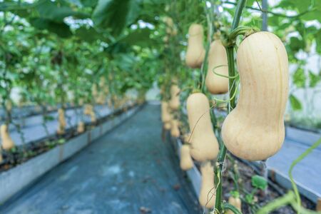 Butternut squash in butternut farm. Butternut squash hanging on the tree and growing in the green garden.の写真素材