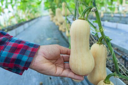 Butternut squash in butternut farm. Butternut squash hanging on the tree and growing in the green...