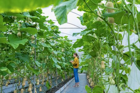 Butternut squash in butternut farm. Butternut squash hanging on the tree and growing in the green garden. Farmers check the quality of the produce in the farm.の写真素材