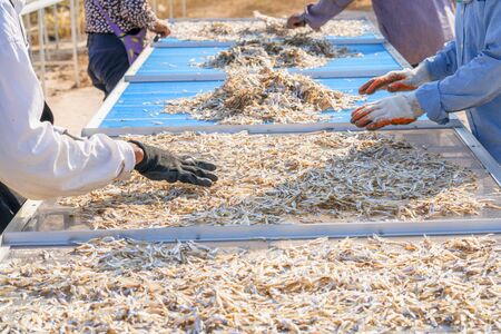 Solar fish drying, Fish drying in outdoor with the sun.の写真素材