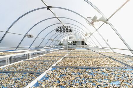 Solar fish drying plant, Dryer glass âhouseâ forâ driedâ preservationâ.の写真素材