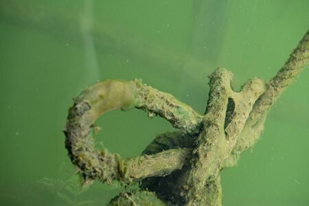 The rope is soaked in water until decomposed. Rotten old ropes soaked in water, affecting the lives of aquatic animals.の写真素材