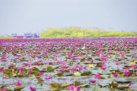 Red lotus sea. Morning scene of red lotus lake in Udon Thani, Thailandの写真素材