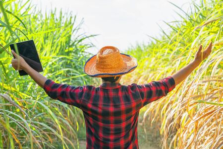 Sugarcane farmers appreciate the sugarcane that is about to harvest.  Farmers walk to inspect sugarcane trees on the farm. の写真素材