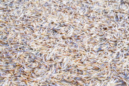 Solar fish drying, Fish drying in outdoor with the sun.の写真素材