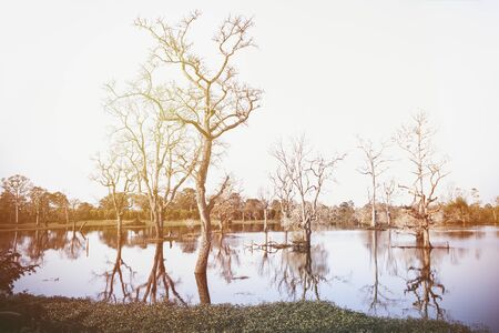 Dead perennials, Nature background of dead perennial trees by the lake. Dead tree branches on nature background.の写真素材