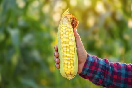 Close Up corn in the corn field. Organic corn in agriculture farm with sunset.の写真素材