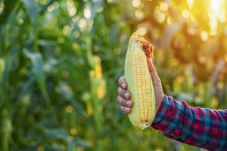 Close Up corn in the corn field. Organic corn in agriculture farm with sunset.の写真素材