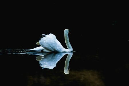 Swans in the lake, Beautiful young swans in lake. Swan in the morning on the lake and morning fog.の写真素材