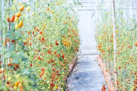 Tomatoes ripening in a greenhouse. Ripe and unripe grape tomatoes farm, Fresh tomatoes plants. Fresh tomatoes plants.の写真素材