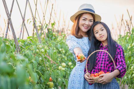 Happy farmers with the produce from the tomato garden. Tomatoes ripening in a greenhouse. Ripe and unripe grape tomatoes farm, Fresh tomatoes plants.の写真素材