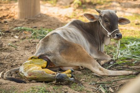 Birth of little calf in the stable of the farmer. The cow is giving babe birth. The calf just gave birth from the mother's belly. Cows and calves on the farm of agriculture.の写真素材