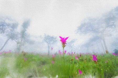 Watercolor paintings of pink Siam Tulip
(Krachiew flowers) fields blooming in a large forest covered with thick fog in the morning.の写真素材