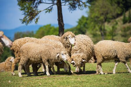 flock of sheep in the pasture in the mountains. Sheeps in a meadow in farm.の写真素材