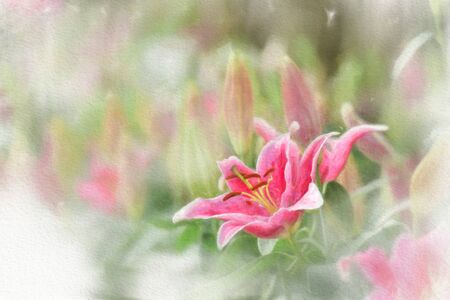 Colorful  watercolor painting of pink flowers in a white background.の写真素材