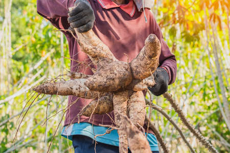 Agriculture is harvesting tapioca from cassava farms. Large cassava roots. Harvest or dig Root. Cassava planting area of ââThai farmers in rural areas.の写真素材