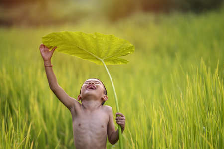 Happy Asian boy is playing in the rice fields.の写真素材