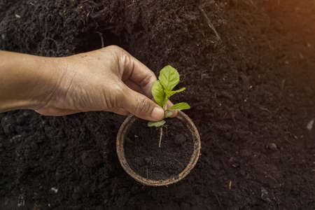 Sapling of tree, The seedling are growing from the rich soil with sunset that is shining, Small tree growing with sunlight. ecology and green world  concept.の写真素材