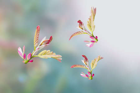 Fresh tamarind leaves on the nature background. save paths and selection for ease of use.の写真素材
