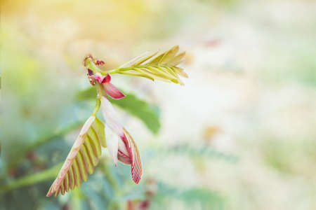 Fresh tamarind leaves on the nature background.の写真素材