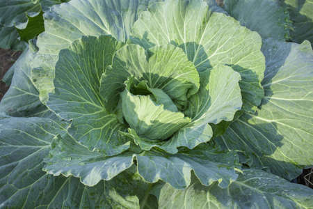 Organic vegetables from the organic garden.の写真素材