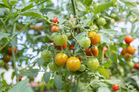 Fresh, organic, organic tomatoes.の写真素材