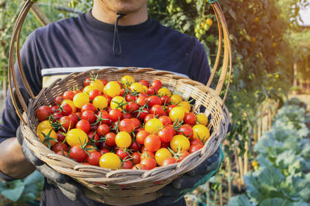 Fresh, organic, organic tomatoes.の写真素材