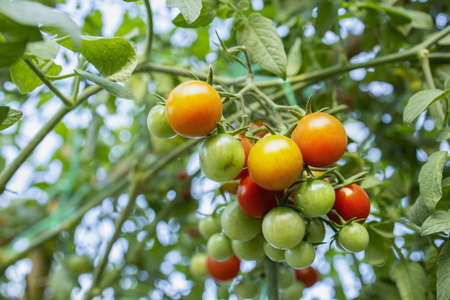 Fresh, organic, organic tomatoes.の写真素材