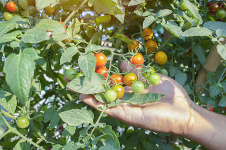 Fresh, organic, organic tomatoes.の写真素材