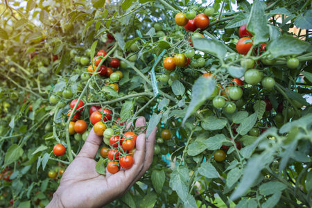 Fresh, organic, organic tomatoes.の写真素材