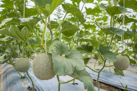 Melon on an organic farm .の写真素材