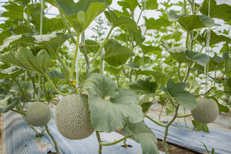 Melon on an organic farm .の写真素材