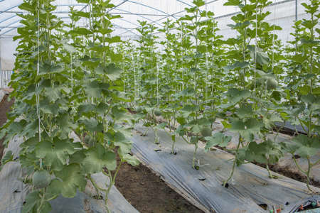 Melon on an organic farm .の写真素材