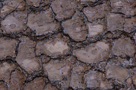 Natural bark texture for background.の写真素材
