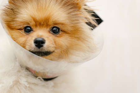 Sad pomeranian dog in Elizabethan collar, plastic cone, medical protection of the animal. Copy spaceの写真素材