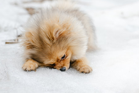 Red Pomeranian puppy dog breed outdoors in winter. Cute Pomeranian spitz dog in the snow. Portrait of a pet against a background of snow.の写真素材