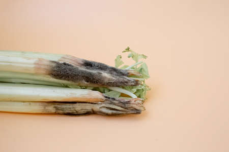 A close up of a unhealthy rotten spoiled celery on light background. Moldy celery.