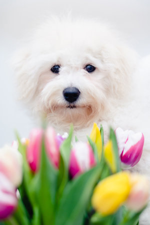 dog Bichon Frise with flowersの写真素材