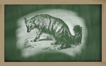 proteles cristata sketched with chalk on blackboardの写真素材