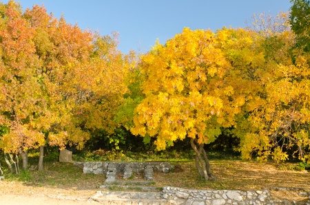 beautiful scene on yellow leaves trees during autumnの写真素材