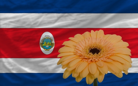 gerbera daisy flower and national flag of columbia as concept and symbol of love, beauty, innocence,...